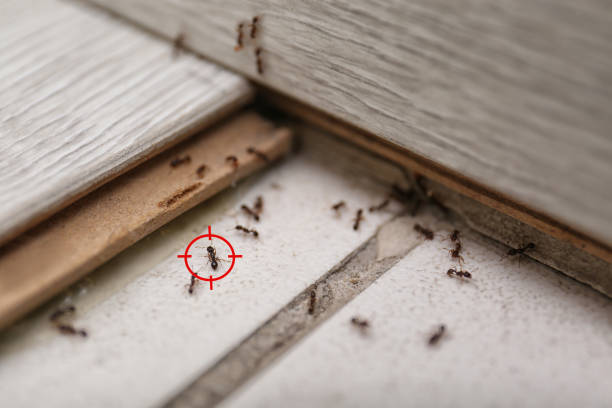 Best Ant Control Services  in Laureles, TX