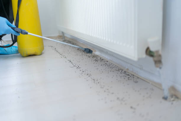 Best Termite Control Services  in Laureles, TX